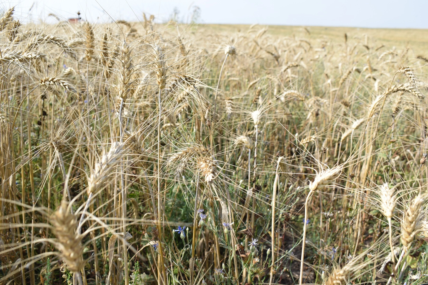Рязанские ученые выводят новые сорта пшеницы