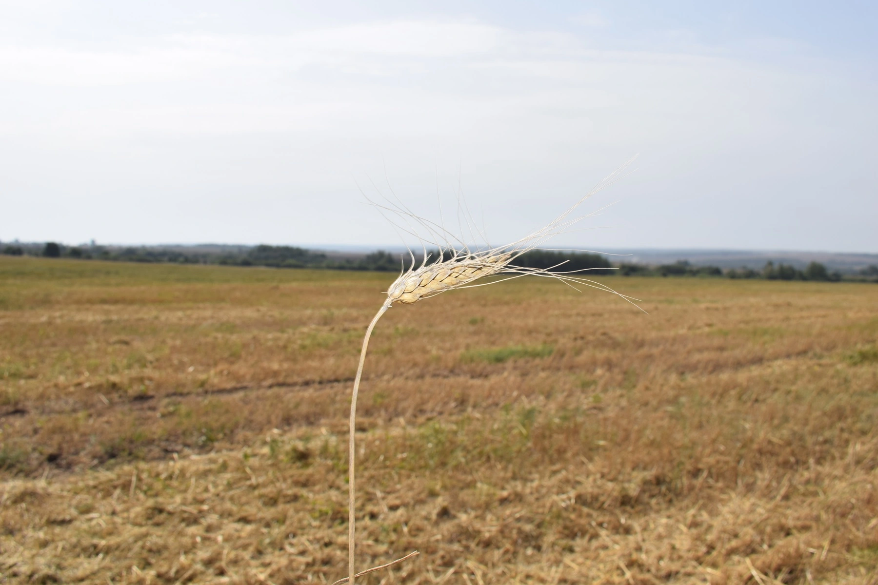 Рожью не вышли