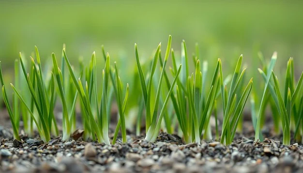 Хлебу быть: озимые на волгоградских полях пережили морозы