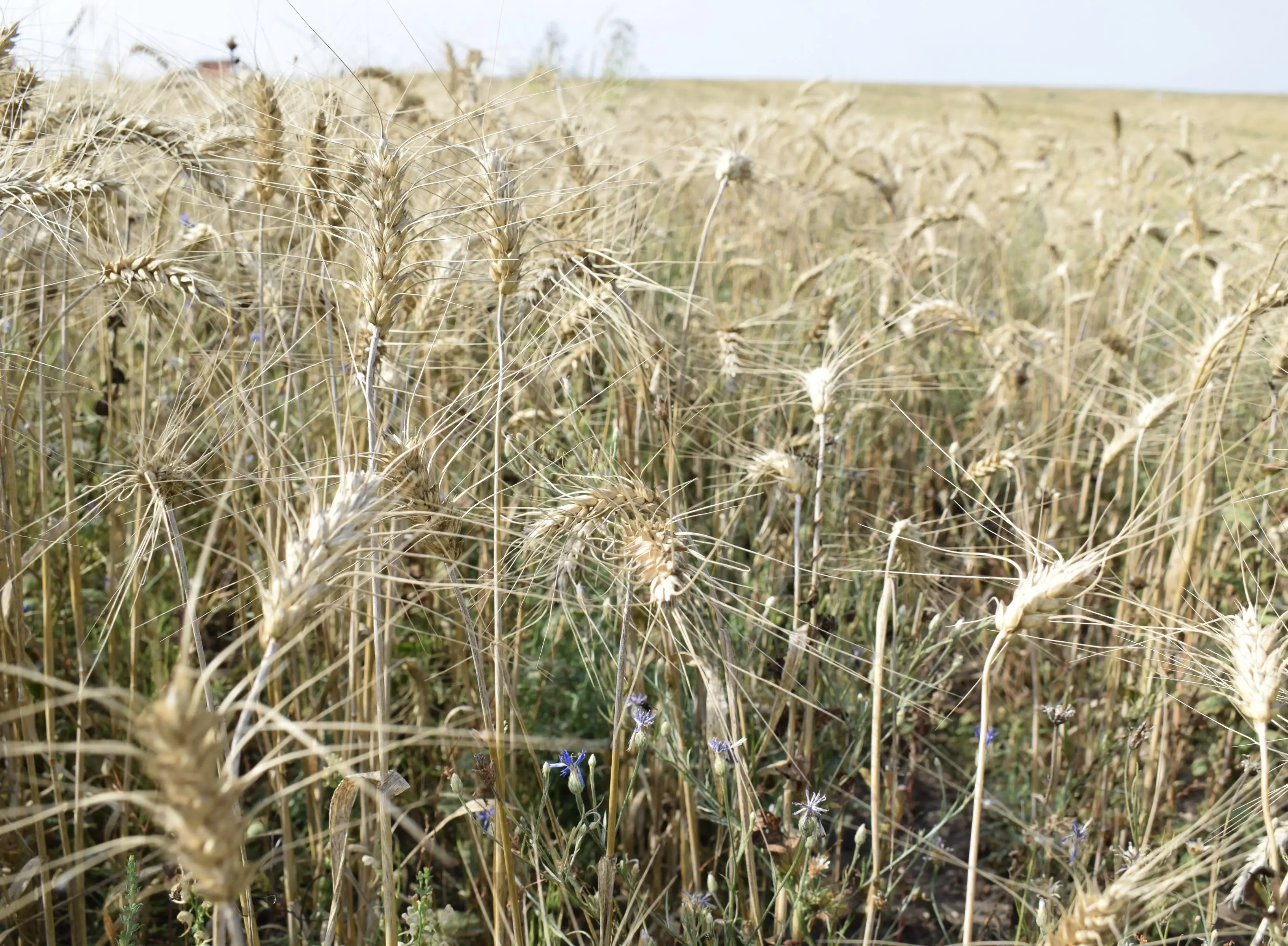 Программу развития малого агробизнеса могут расширить